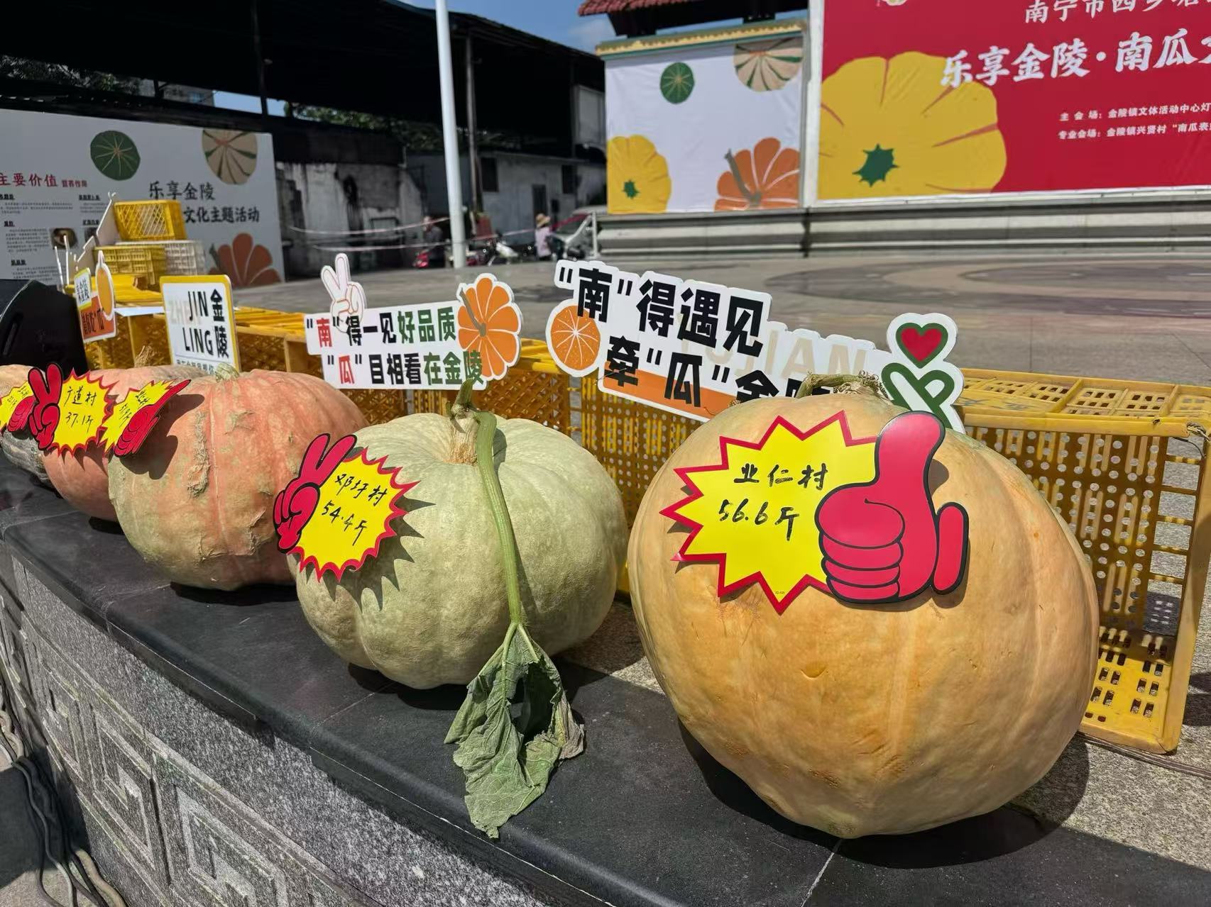 华南城分理处-潘美彤-南瓜飘香润乡土 金融担当助振兴 图片2